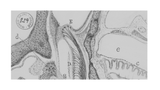 Fragrance for Sleep: The Neuroscience of Scent, Calm, and Evening Rituals