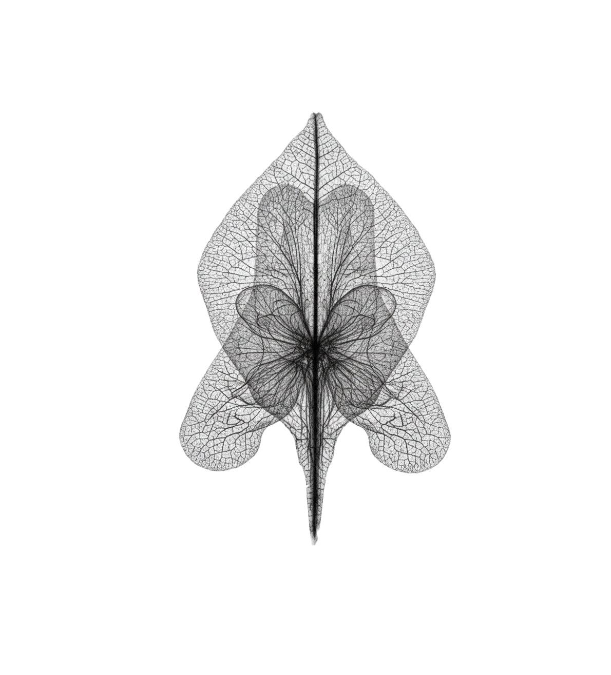 Kāma Antah | Desire
